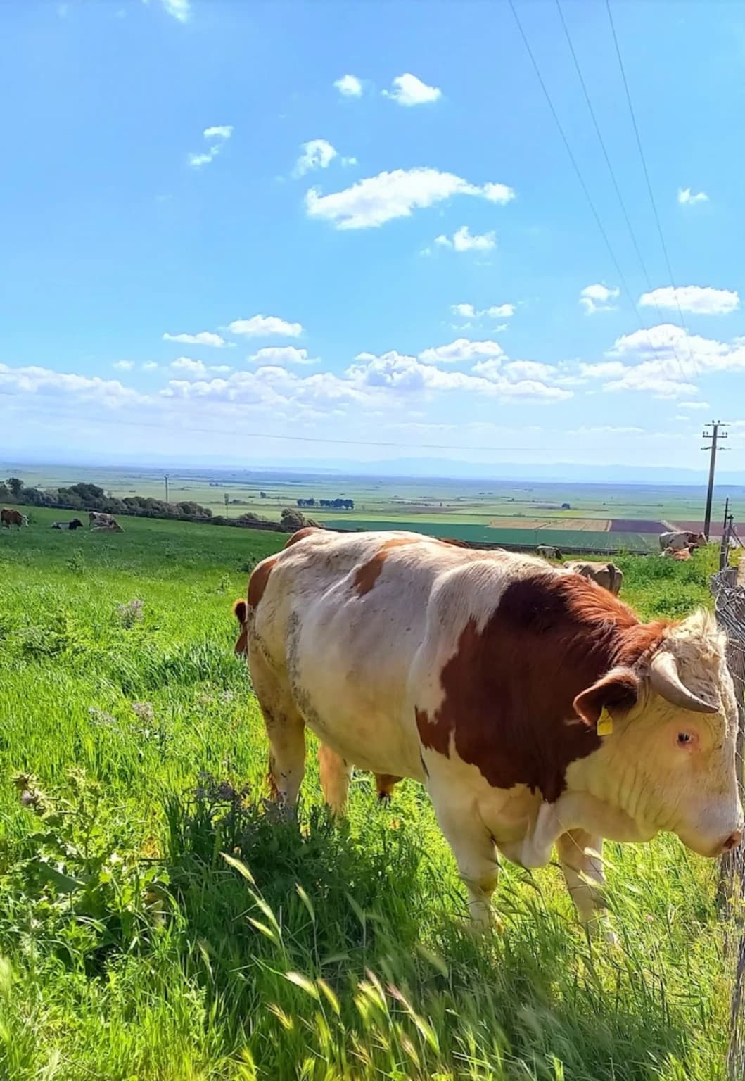 Galleria fotografica dell'Agriturismo Postamonaca ad Apricena, nel Gargano 5